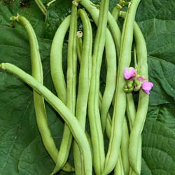 Feijo-verde ano mangetout 'Beurre Contender'